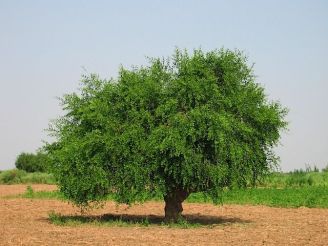 mustard tree